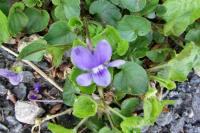 Viola