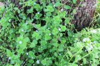 Veronica persica