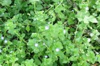 Veronica persica