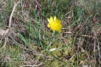 Scorzonera humilis