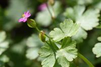 Geranium lucidum