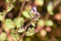 Veronica acinifolia