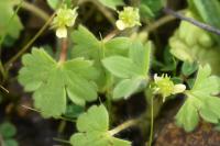 Ranunculus parviflorus