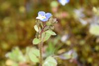 Veronica acinifolia
