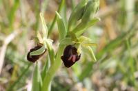 Ophrys aranifera