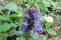 Ajuga reptans