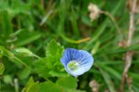 Veronica persica