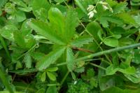 Potentilla reptans