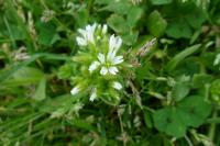 Cerastium glomeratum