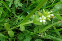 Cerastium glomeratum