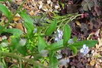 Myosotis arvensis