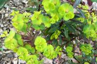 Euphorbia amygdaloides