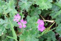 Geranium molle
