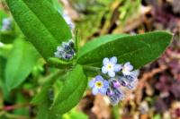 Myosotis arvensis