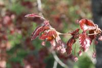 Fagus sylvatica