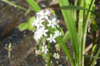 Menyanthes trifoliata