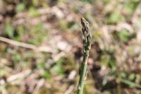 Asparagus officinalis