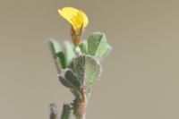 Medicago rigidula