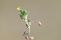 Medicago rigidula