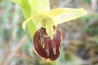 Ophrys aranifera