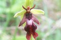 Ophrys insectifera