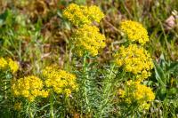 Euphorbia cyparissias