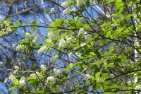 Prunus padus
