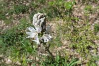 Asphodelus albus