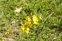 Genista anglica