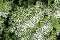 Silybum marianum