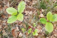 Frangula alnus