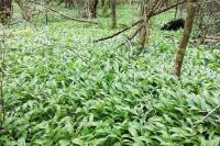 Allium ursinum