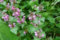 Lamium maculatum
