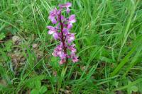 Orchis mascula