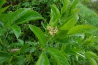Sambucus nigra