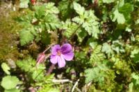 Geranium robertianum