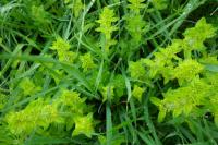 Cruciata laevipes
