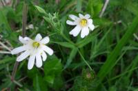 Rabelera holostea