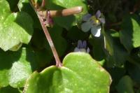 Cymbalaria muralis