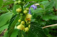 Lamium galeobdolon