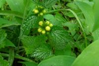 Lamium galeobdolon