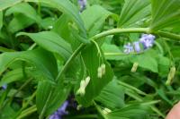Polygonatum multiflorum