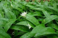 Allium ursinum