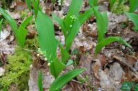 Convallaria majalis