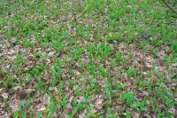 Convallaria majalis