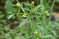 Ranunculus sceleratus