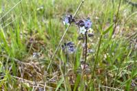 Myosotis discolor