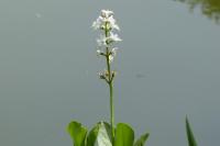 Menyanthes trifoliata