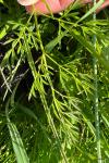 Oenanthe silaifolia
