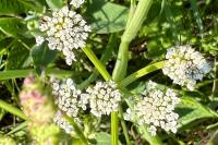 Oenanthe silaifolia